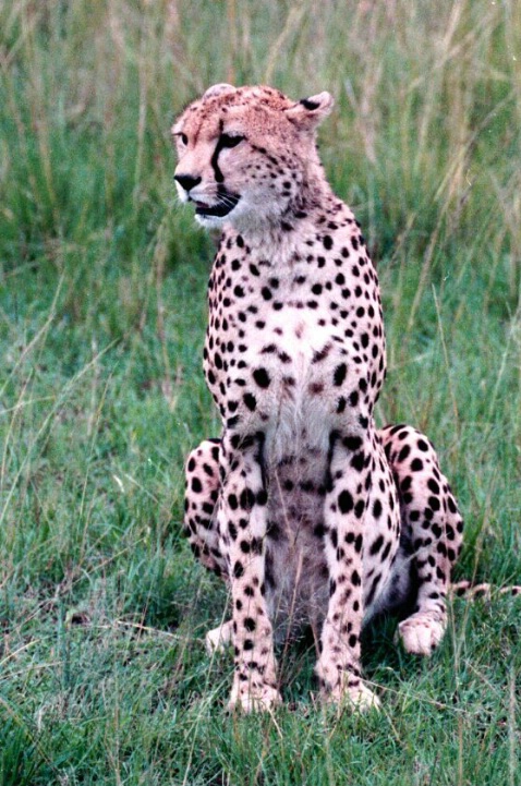 Cheetah