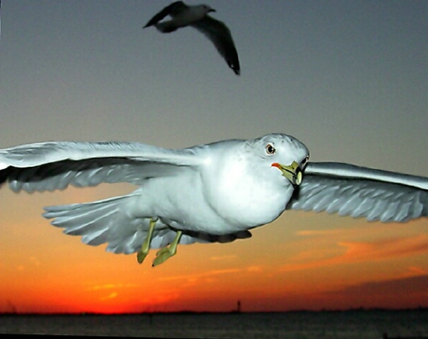 Personal Gull