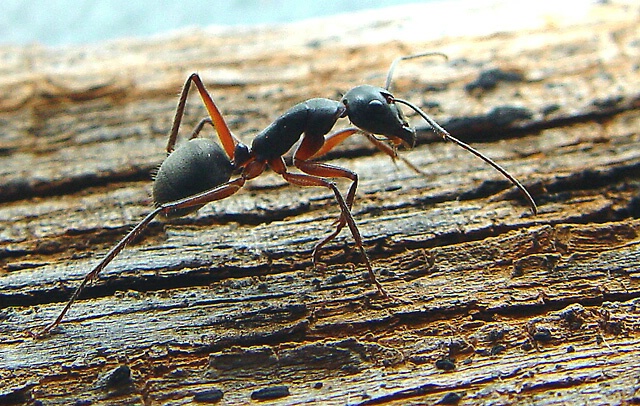 Ant Antics 2