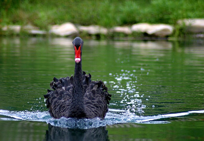 Black Swan - ID: 44408 © Rhonda Maurer