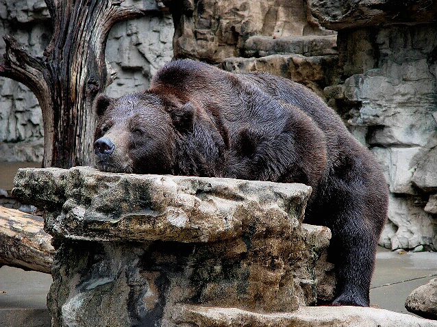 Grizzly Bear at rest