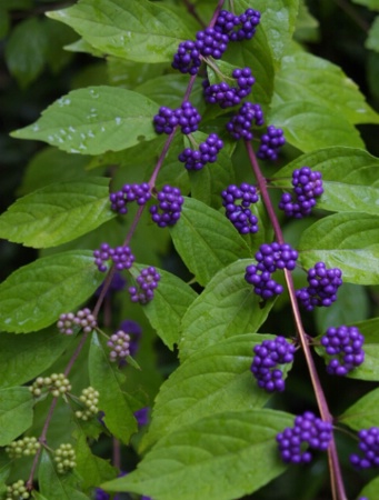 purple berries and green leaves