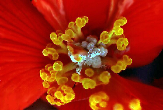 Geranium