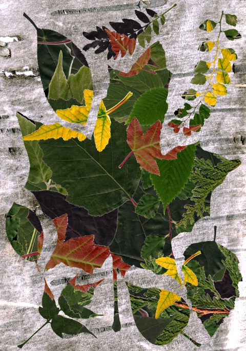Leaf Composition