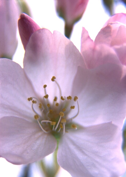 Cherry Blossom
