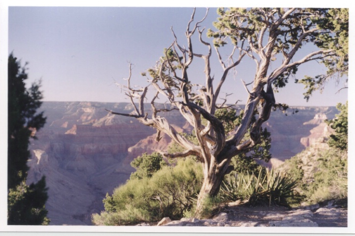 Canyon tree