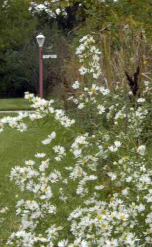 Flowers & sign