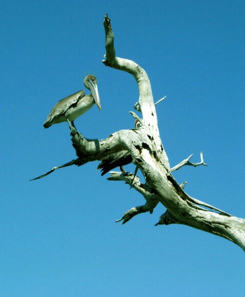 Pelican on Dead Tree