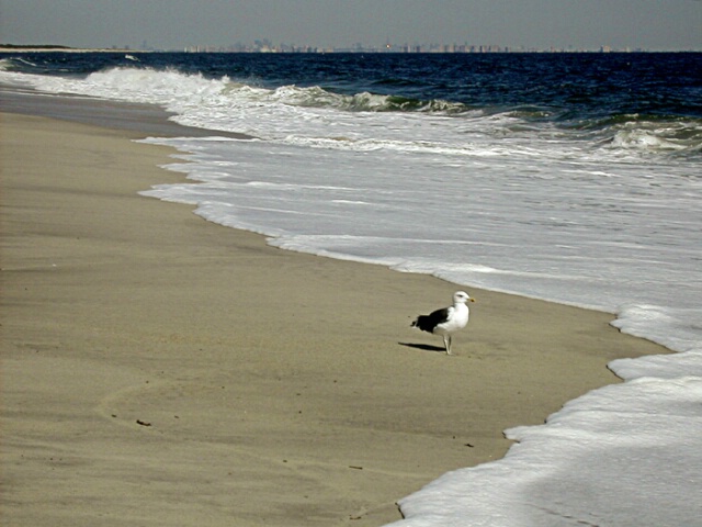 Gull at the Beach