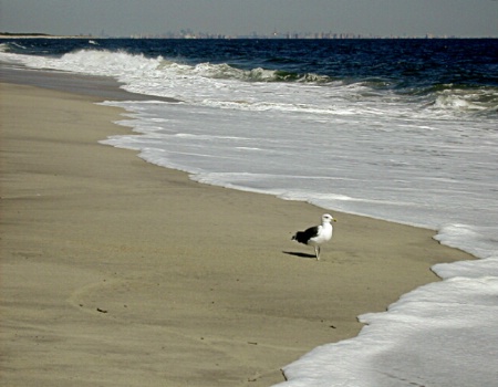 Gull at the Beach