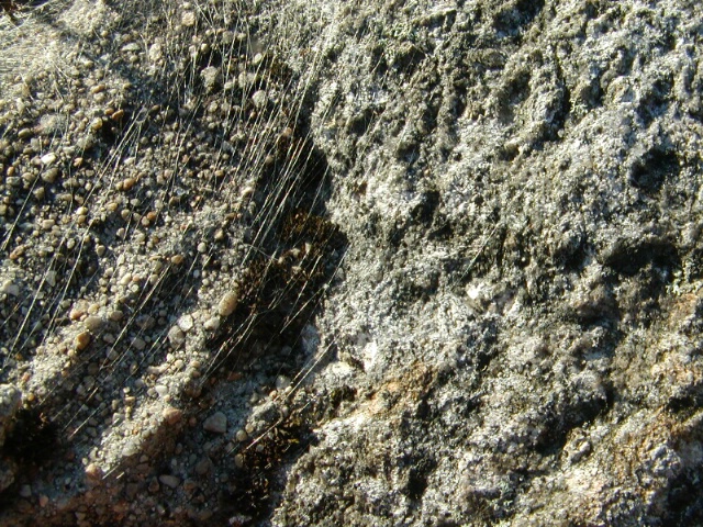 Spider Web on Rock