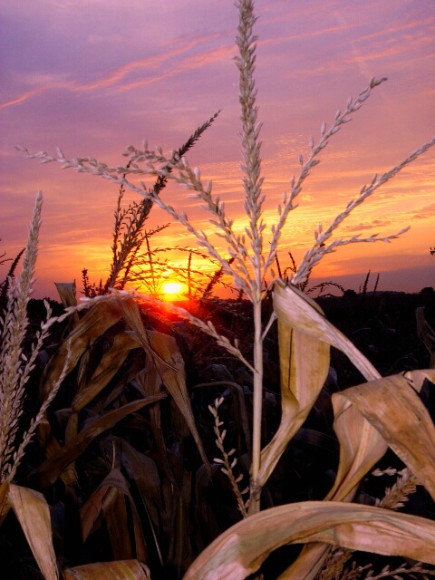 Autumn Harvest