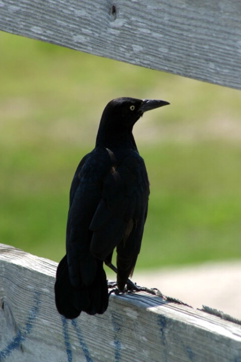 Framed crow