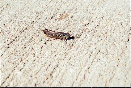 insect sunning
