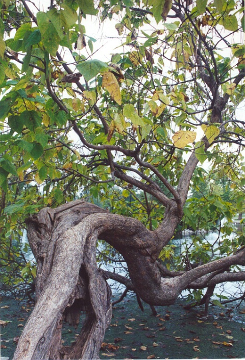 Horizontal Tree