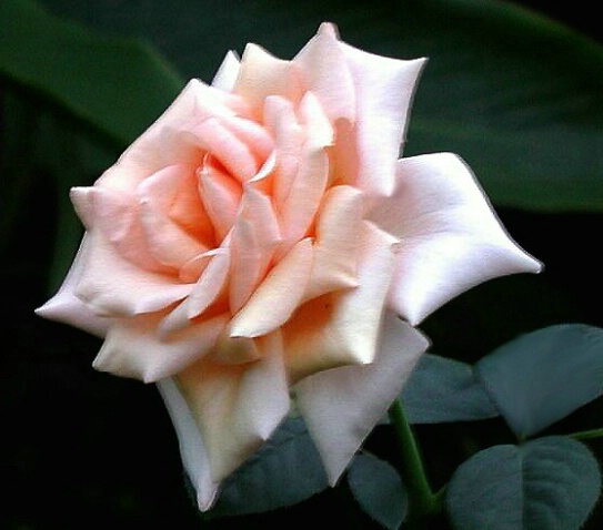 Evening Rose