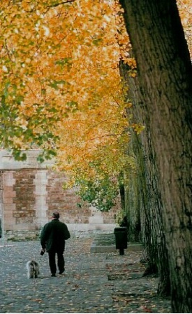 Autumn's Stroll