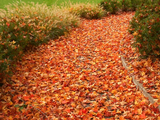 Fall path
