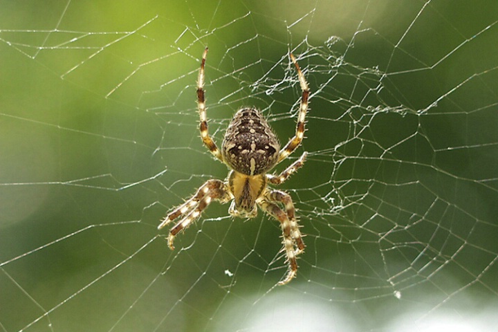 A 'little' spider in it's web...