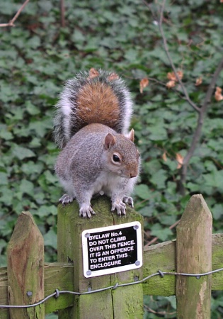 A squirrel that bends the rules…