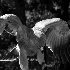 2Tawny Eagle - ID: 51979 © Rhonda Maurer