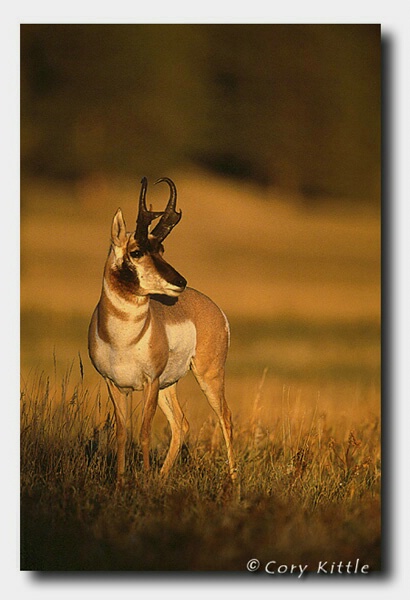 Pronghorn Portrait