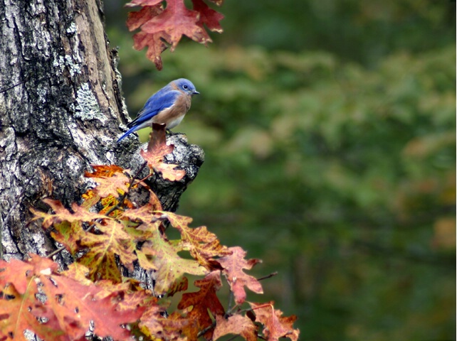 The Little Bluebird - ID: 52752 © Rhonda Maurer