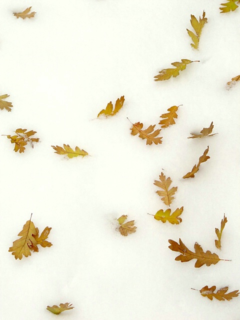 Oak Leaves in the Snow