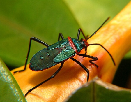 Brazillian bug
