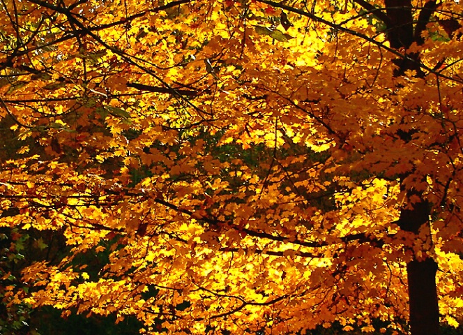 Yellow Maple Leaves in the Sun