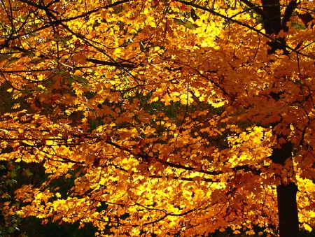 Yellow Maple Leaves in the Sun