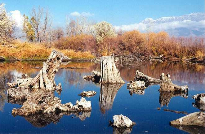 Beaver Pond