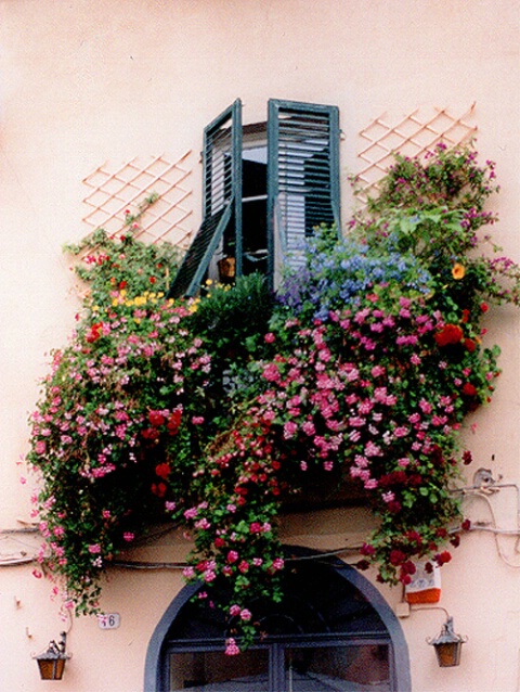 Windowbox in Lucca