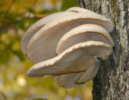 Mushroom again