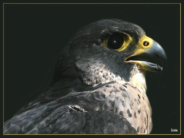 Peregrine portrait