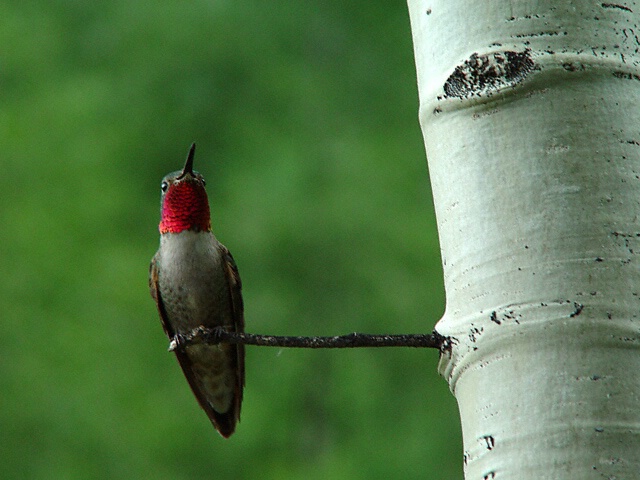 Hummingbird on Aspen