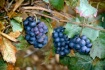 Remnant Grapes
