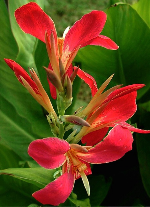 Orchid Canna