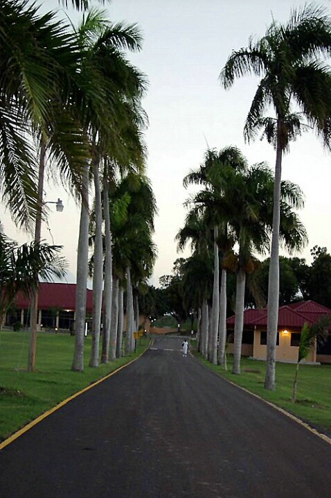 Avenue of Palms