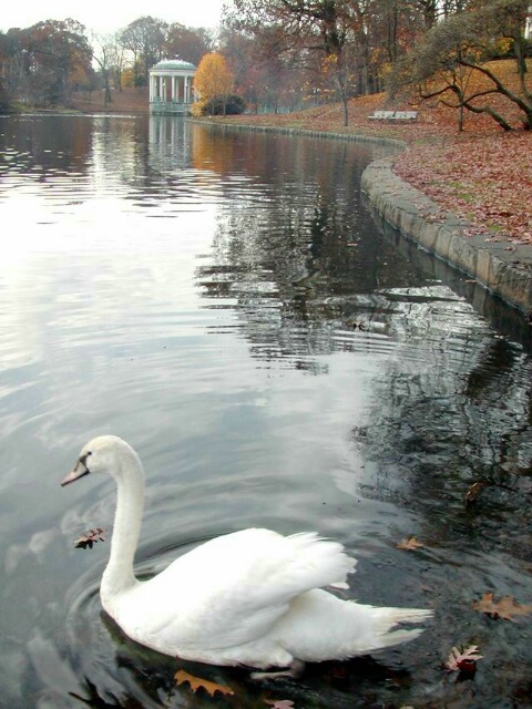 Swan in Park