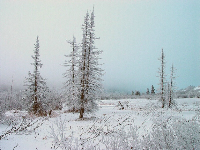 Ice Fog in Pastels