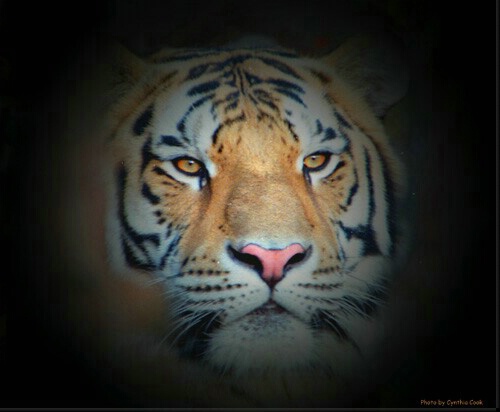 eyes of a tiger
