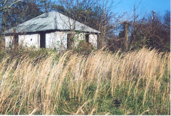 Overgrown Field