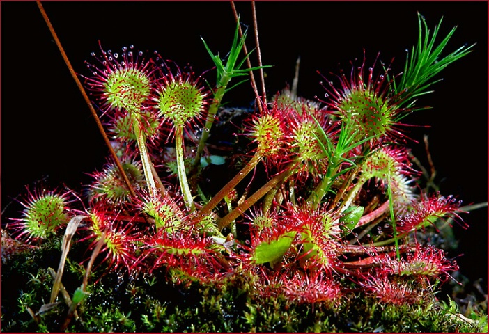 Sundew - detail
