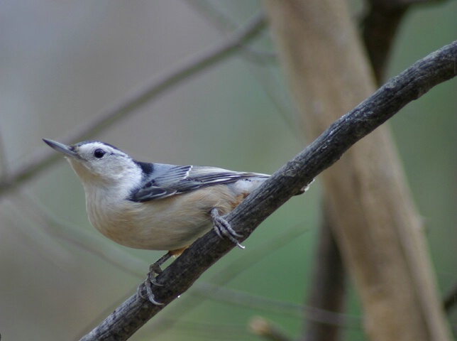 White-Breasted Nuthatch