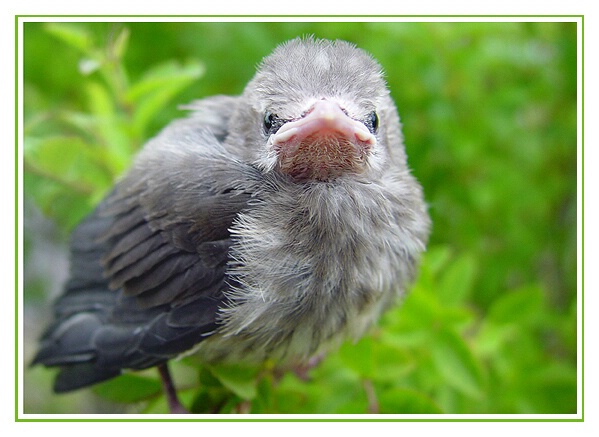 Grumpy bird