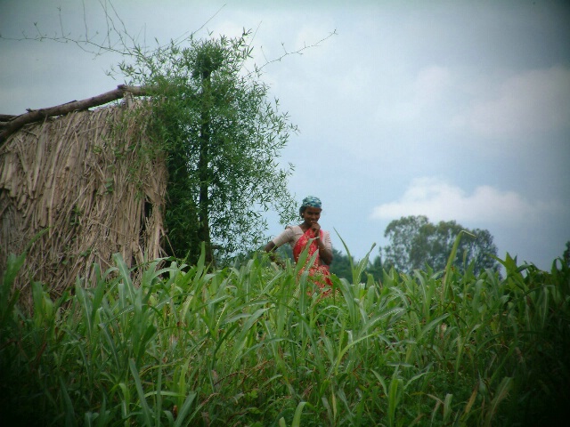 Indian Farmer Lady