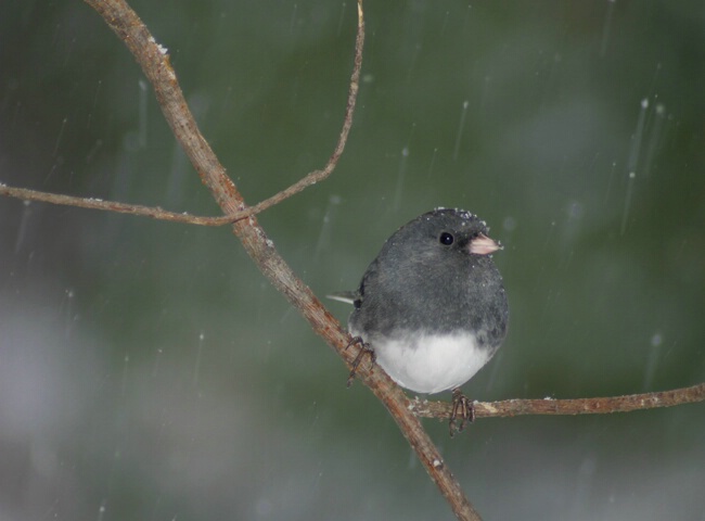 Snow Bird - ID: 60651 © Rhonda Maurer