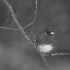 2Snow Bird - ID: 60651 © Rhonda Maurer