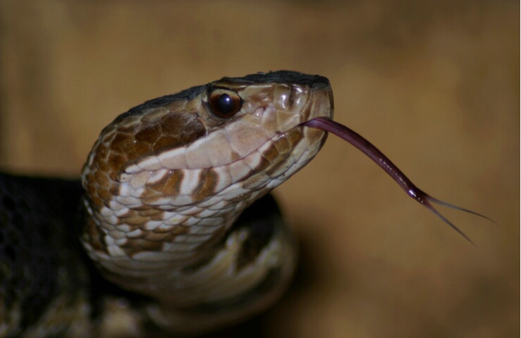 Cottonmouth - ID: 60703 © Rhonda Maurer